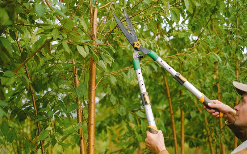 Tree trimming in Mineral Springs, PA